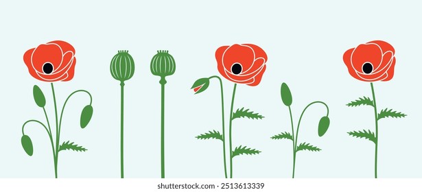 Poppy flower. Isolated poppy flower on white background