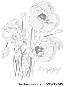 Poppy flower isolated on white background, vector illustration.