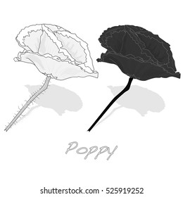 Poppy flower isolated on white background, vector illustration.