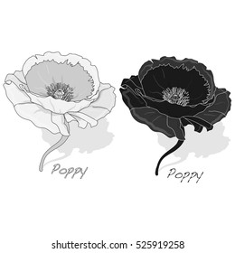 Poppy flower isolated on white background, vector illustration.