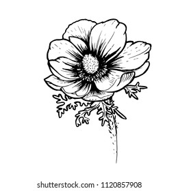 Poppy flower with leafs black ink on paper hand drawn.