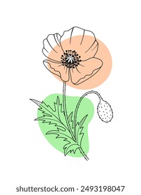 Poppy flower with leaves. Black outline of a poppy on a colored background. Hand drawn illustration for your design.