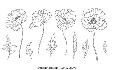 Poppy Flower Line Art, Fine Line Poppy Bouquets Hand Drawn Illustration. Coloring Page with Flowers. 