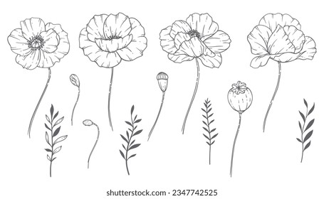 Poppy Flower Line Art, Fine Line Poppy Bouquets Hand Drawn Illustration. Coloring Page with Flowers. 