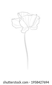 Poppy flower. Line drawing. Black and white illustration. Vector.