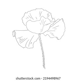 Poppy flower. Line drawing. Vector illustration. Coloring page element. Floral sketch. 