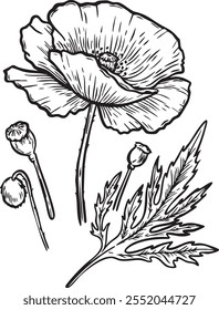 Poppy flower line drawing vector illustration isolated on white background.