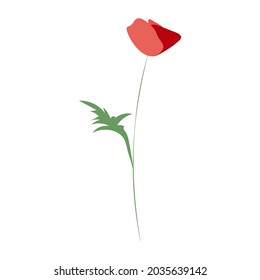 Poppy flower, line drawing. Wildflowers, outline floral design elements isolated on white background,