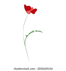 Poppy flower, line drawing. Wildflowers, outline floral design elements isolated on white background,