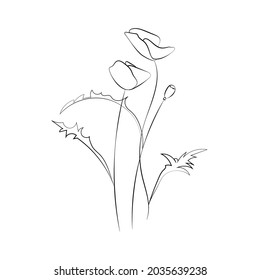 Poppy flower, line drawing. Wildflowers, outline floral design elements isolated on white background,