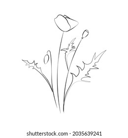 Poppy flower, line drawing. Wildflowers, outline floral design elements isolated on white background,