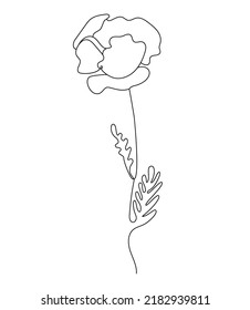 Poppy flower. Linear hand drawn minimalist drawing, continuous line. Vector illustration. Outline plant flower 