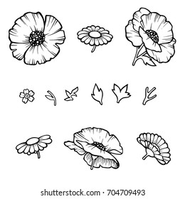 The poppy flower. Linear poppies isolated on white background, floral designer. Vector illustration