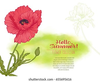 A poppy flower on a green watercolor background. The flowers in the botanical style, minimalistic design. Place for the inscription. Hello summer! Stock line vector illustration.