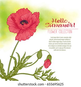 A poppy flower on a green watercolor background. The flowers in the botanical style, minimalistic design. Place for the inscription. Hello summer! Stock line vector illustration.