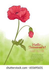 A poppy flower on a green watercolor background. The flowers in the botanical style, minimalistic design. Place for the inscription. Hello summer! Stock line vector illustration.