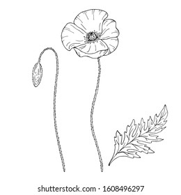 Poppy flower. Papaver. Stem and leaf. Elements for design. Hand drawn vector illustration. Monochrome black and white ink sketch. Line art. Isolated on white background. Coloring page