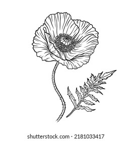 Poppy flower. Papaver. Stem and leaf. Elements for Anzac day design. Hand drawn vector illustration. Monochrome black and white ink sketch. Line art. Isolated on white background. Coloring page.