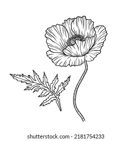 Poppy flower. Papaver. Stem and leaf. Elements for Anzac day design. Hand drawn vector illustration. Monochrome black and white ink sketch. Line art. Isolated on white background. Coloring page.