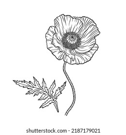 Poppy flower. Papaver. Stem and leaf. Elements for Anzac day design. Hand drawn vector illustration. Monochrome black and white ink sketch. Line art. Isolated on white background. Coloring page.