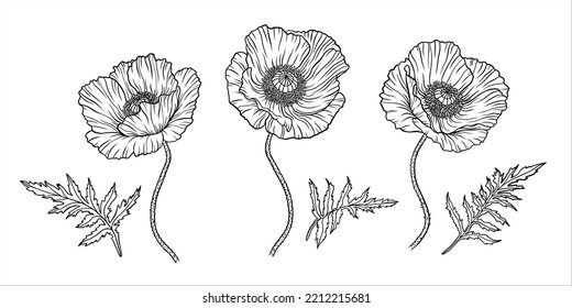 Poppy flower. Papaver. Stem and leaf. Elements for Anzac day design. Hand drawn vector illustration. Monochrome black and white ink sketch. Line art. Isolated on white background. Coloring page.