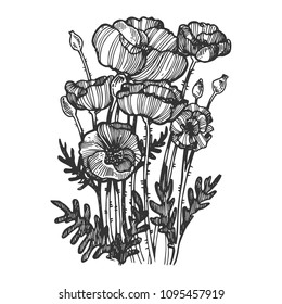 Poppy flower plant engraving vector illustration. Scratch board style imitation. Black and white hand drawn image.