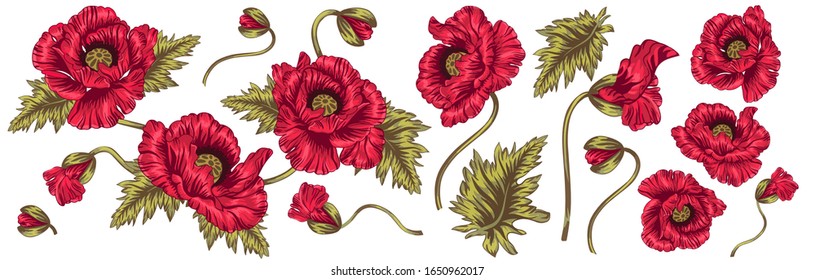 Poppy flower. Red poppies isolated on white background. Vintage poppy set. Wedding flowers bundle. EPS