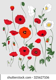 Poppy flower. Red poppies isolated on white background