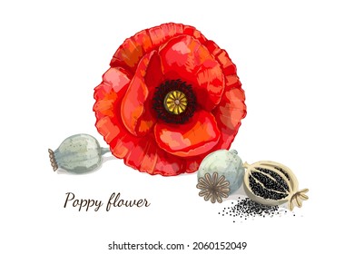 Poppy Flower With Seeds on White Background. Vector Illustration.