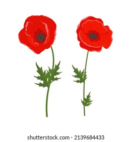 Poppy flower. Set. Color vector drawing on a white background. Flat style.