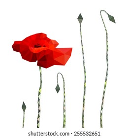 Poppy flower in the shape of triangles. Different stages of development.