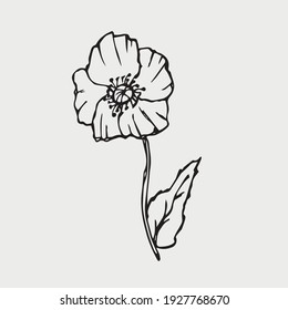 Esbozo de amapolas. El doodle de verano simple de una planta. Ilustración de la línea de vectores
