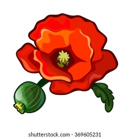 A poppy flower. Vector.