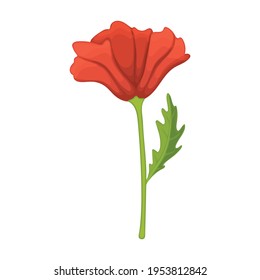 Icono de la caricatura del vector de la flor de amapola. Ilustración vectorial amapola rojo sobre fondo blanco. Icono aislado de ilustración de dibujos animados de la corona roja.