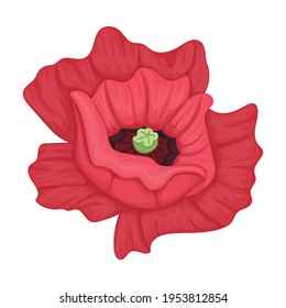 Poppy Cartoon Hd Stock Images Shutterstock