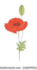 Poppy flower, vector color picture, isolated element on a white background. Suitable for designing websites, posters, creating postcards, prints. EPS10