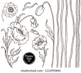 Poppy flower vector drawing set. Isolated wild plant and leaves. Herbal engraved style illustration. Detailed botanical sketch