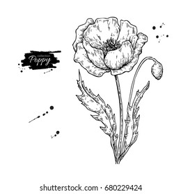 Poppy flower vector drawing set. Isolated  wild plant and leaves in bouquet. Herbal engraved style illustration. Detailed botanical sketch