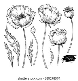 Poppy flower vector drawing set. Isolated  wild plant and leaves. Herbal engraved style illustration. Detailed botanical sketch