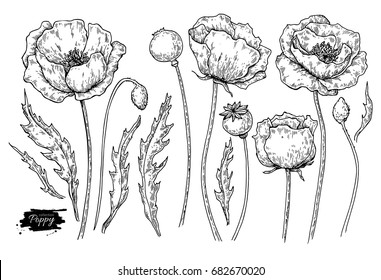 Poppy flower vector drawing set. Isolated  wild plant and leaves. Herbal engraved style illustration. Detailed botanical sketch