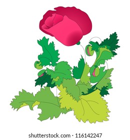 Poppy flower. Vector. eps 8