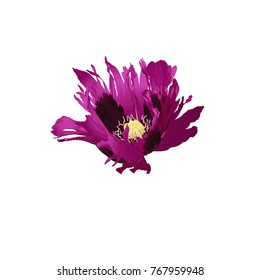 Poppy. Flower. Vector illustration.