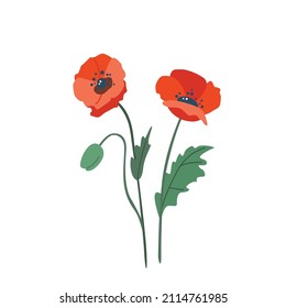 Ilustración del vector de la flor de la amapola aislada en el fondo blanco en un estilo simple y moderno