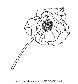 Poppy flower. Vector illustration. Linear illustration on a white background.