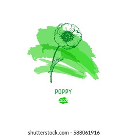 Poppy flower vector illustration. Provence wildflowers. Medicinal herb. Hand drawn herbs icon on a green watercolor spot, outline.