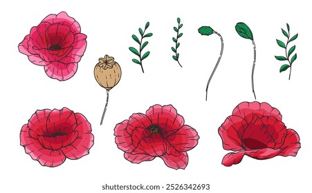 Ilustración vectorial de flor de amapola. Amapolas rojas sobre fondo blanco. Diseño del día del recuerdo. Fondo botánico de flores silvestres coloridas de moda. Plantilla de fondo floral dibujado a mano. Ramo de amapola. 