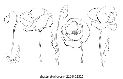 Poppy flower vector line art illustration Abstract floral lilies in continuous hand drawing outline. Minimalistic modern one line art black and white. Poppies vector flower graphic sketch illustration