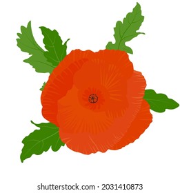 Poppy flower vector stock illustration. The red bud of a meadow plant. Isolated on a white background.