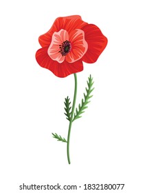 Poppy flower. Watercolor hand drawn poppy. Isolated botanical symbol of blooming red poppy blossom. Floral design for decor or holiday wedding greeting card template