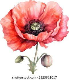 poppy flower Watercolor illustration. Hand drawn underwater element design. Artistic vector marine design element. Illustration for greeting cards, printing and other design projects.